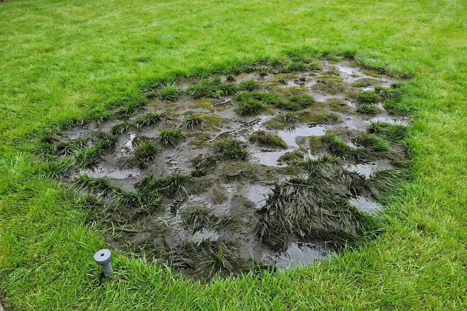 Mushy oversaturated section of lawn in one irrigation zone with healthy grass elsewhere