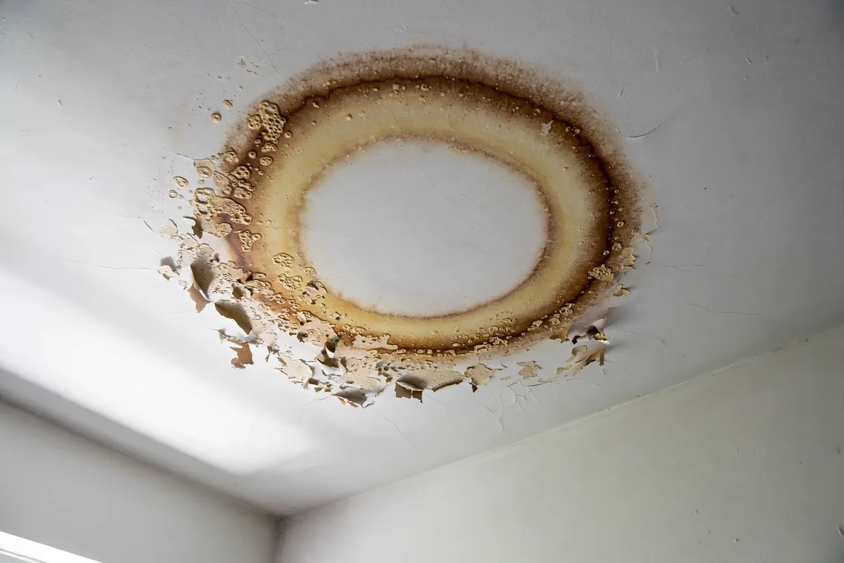Brown water stain ring on a white ceiling with bubbling paint
