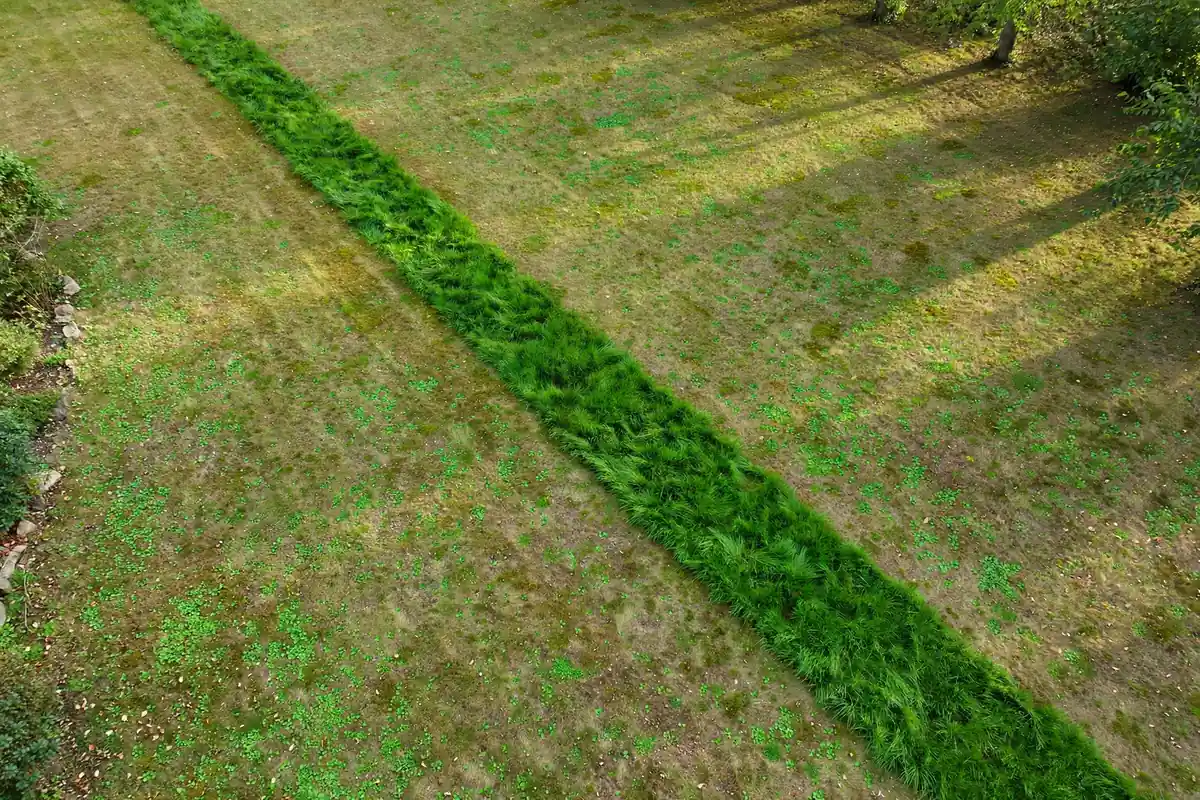A strip of unusually green fast-growing grass crossing a lawn, a possible sign of an underground water line leak